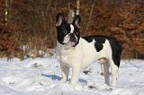 BOULEDOGUE FRANCAIS 975